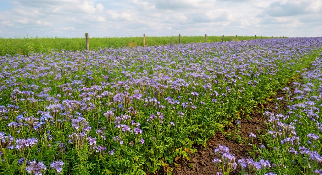 Сидераты - фацелия