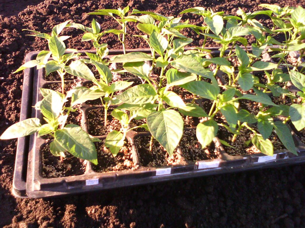 Розсадний метод вирощування овочів