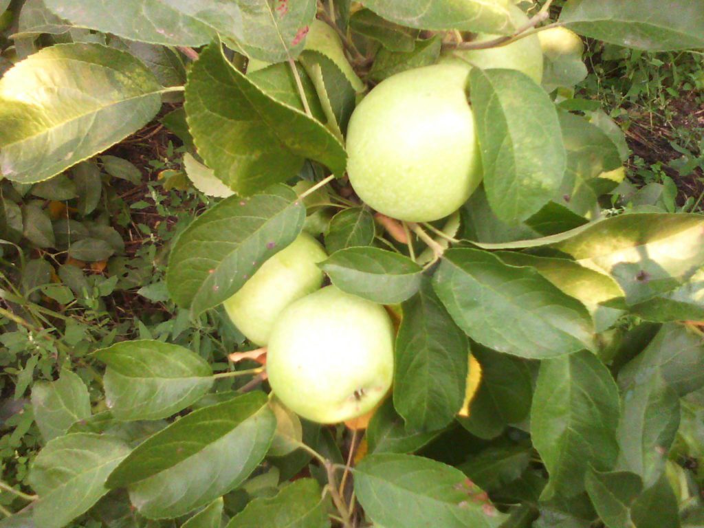 Как выбрать сорт яблони