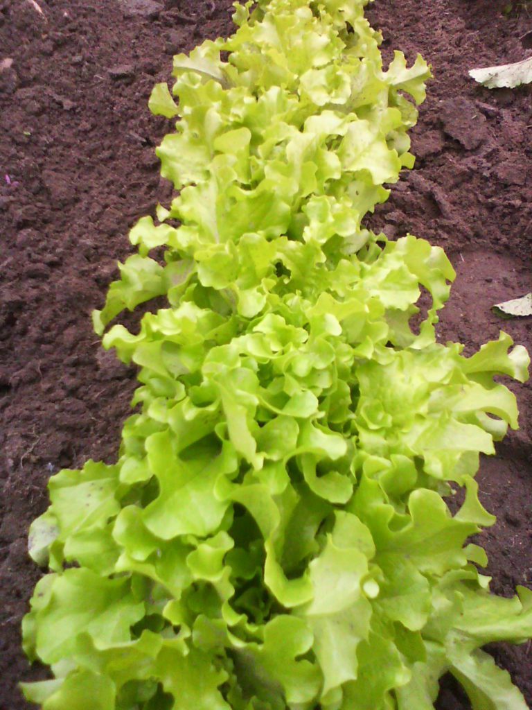 Салат, или латук посевной