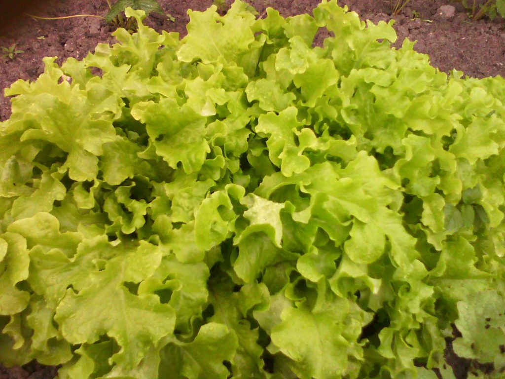 Види салату. Салат листовий