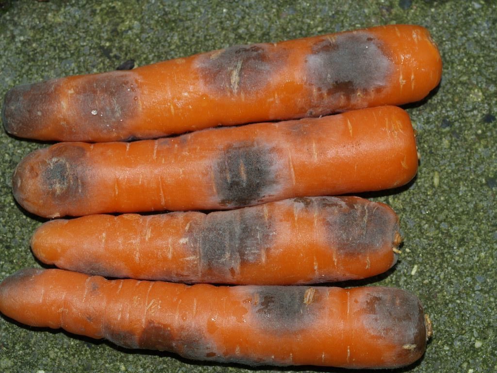 Болезни моркови при хранении. Черная гниль 