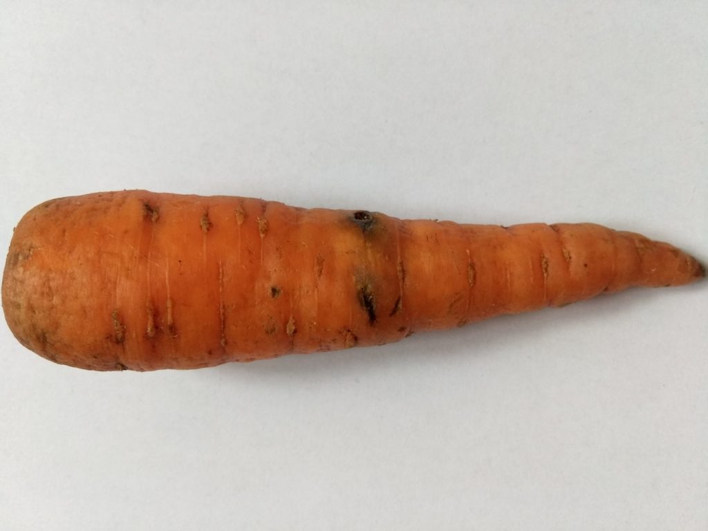 Пошкодження коренеплоду личинкою морквяної мухи
