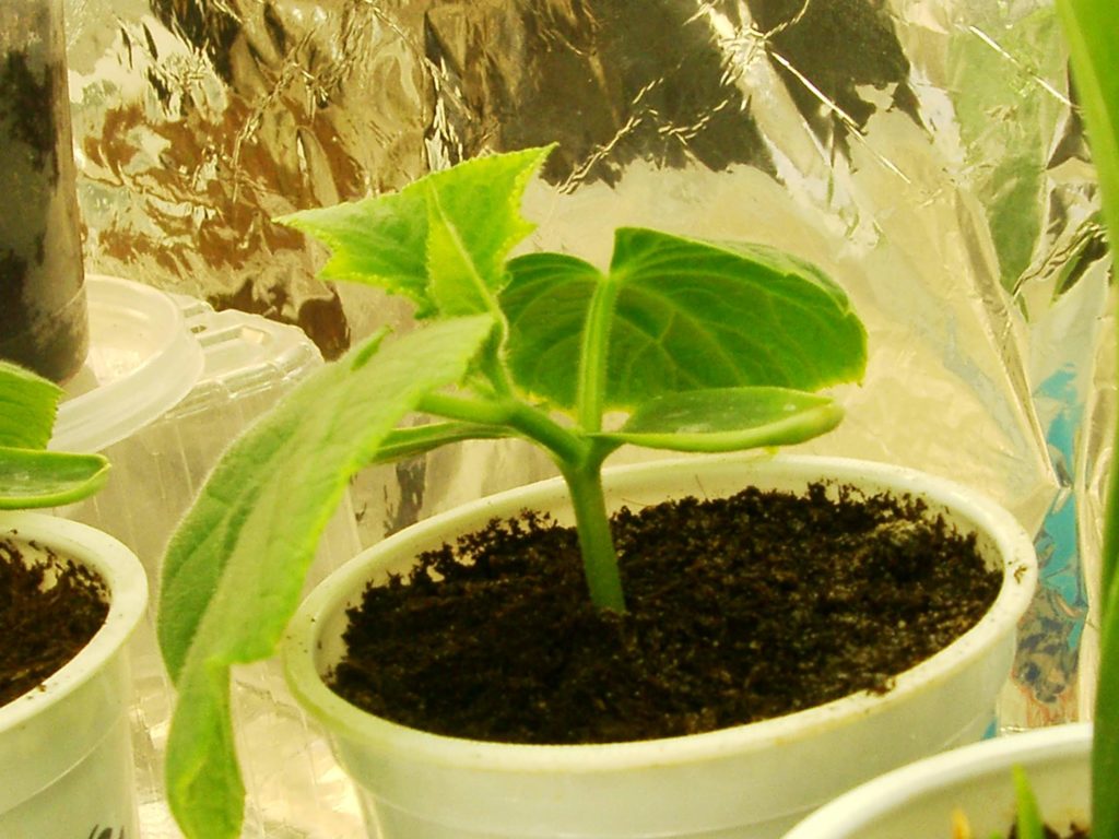 Вирощування розсади огірка