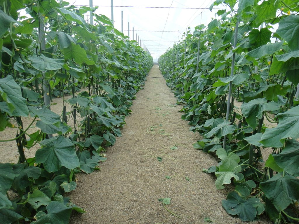 Для вирощування на вертикальних шпалерах більше підходять довгоплетисті сорти або гібриди огірка.