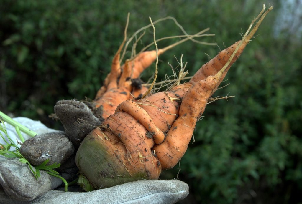 Искривленные корнеплоды моркови
