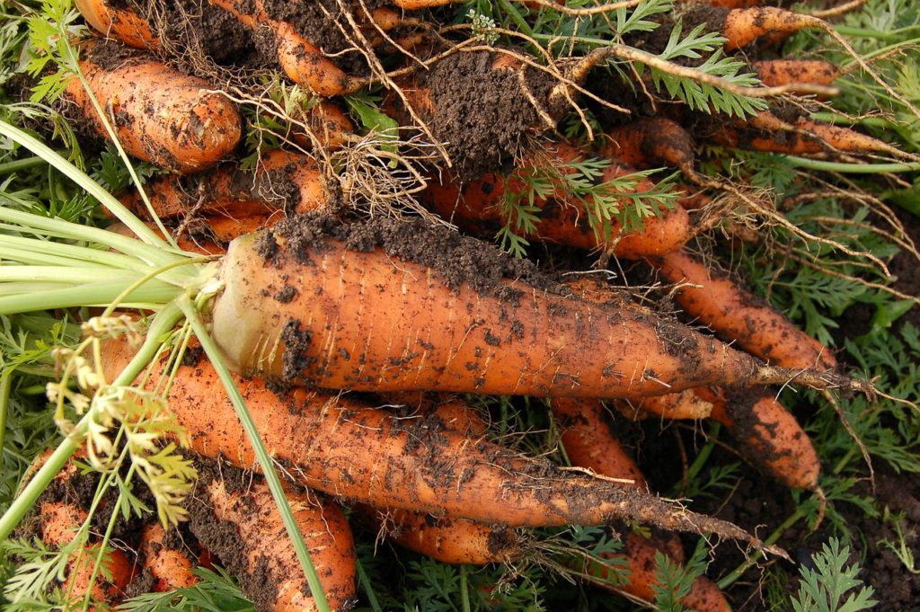 Сортотипи моркви. Флакке