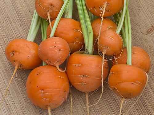 Сортотипи моркви. Паризька