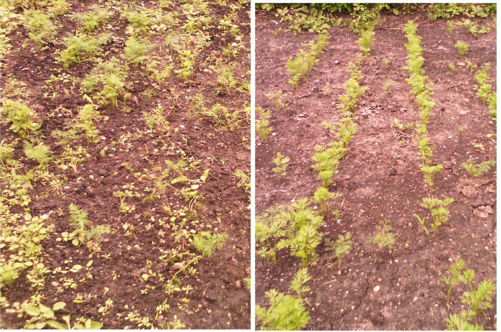 Посевы моркови до (слева) и после (справа) правильного применения гербицида Гезагард