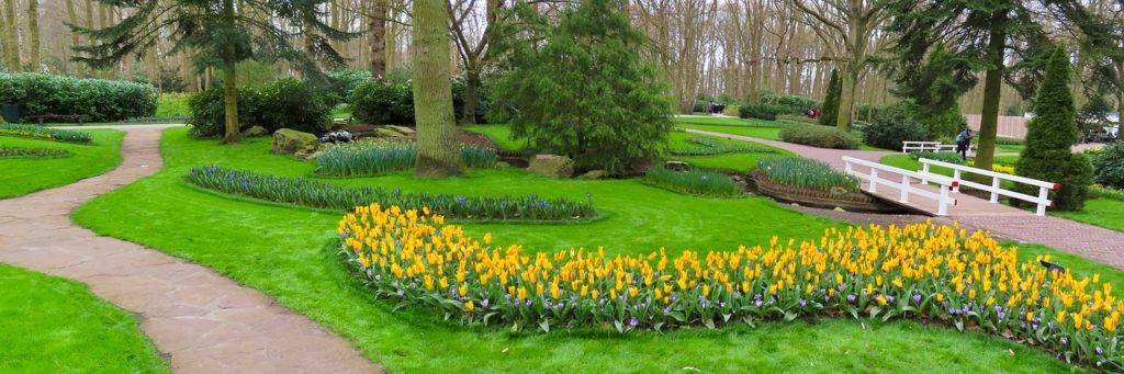 Весняна рабатка з жовтих тюльпанів