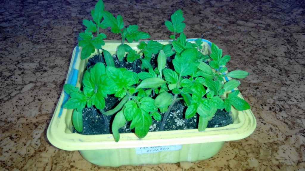 Розсадний метод вирощування томата