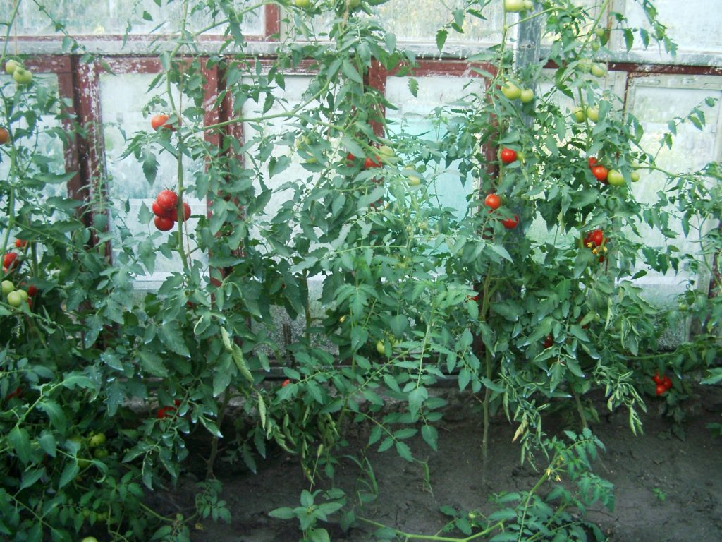 Морфологічні особливості томата 