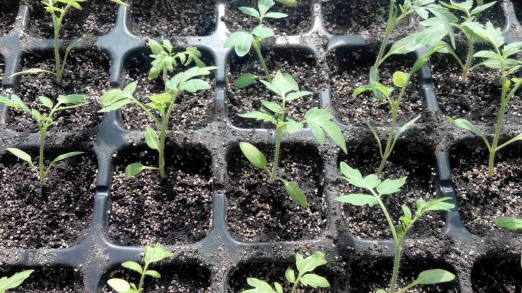 Вирощування розсади томата у квартирі