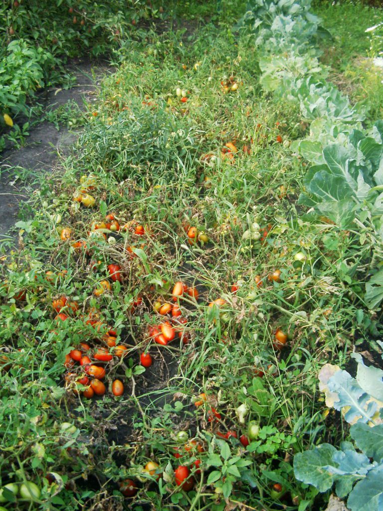 Ранньостиглі сорти томата