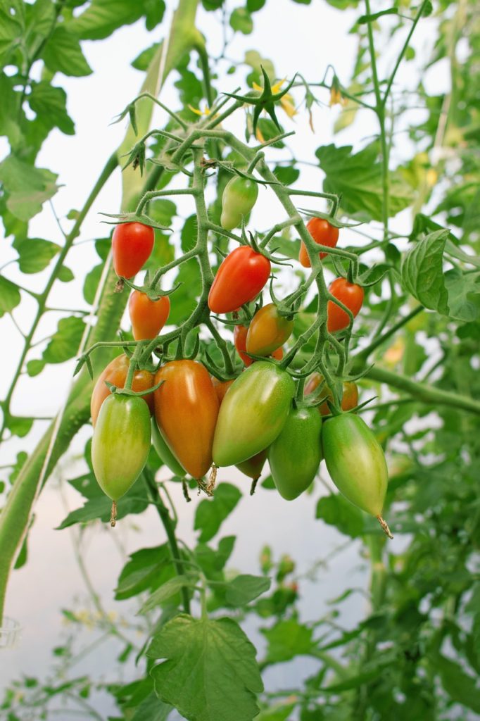 Нормы удобрений под томат