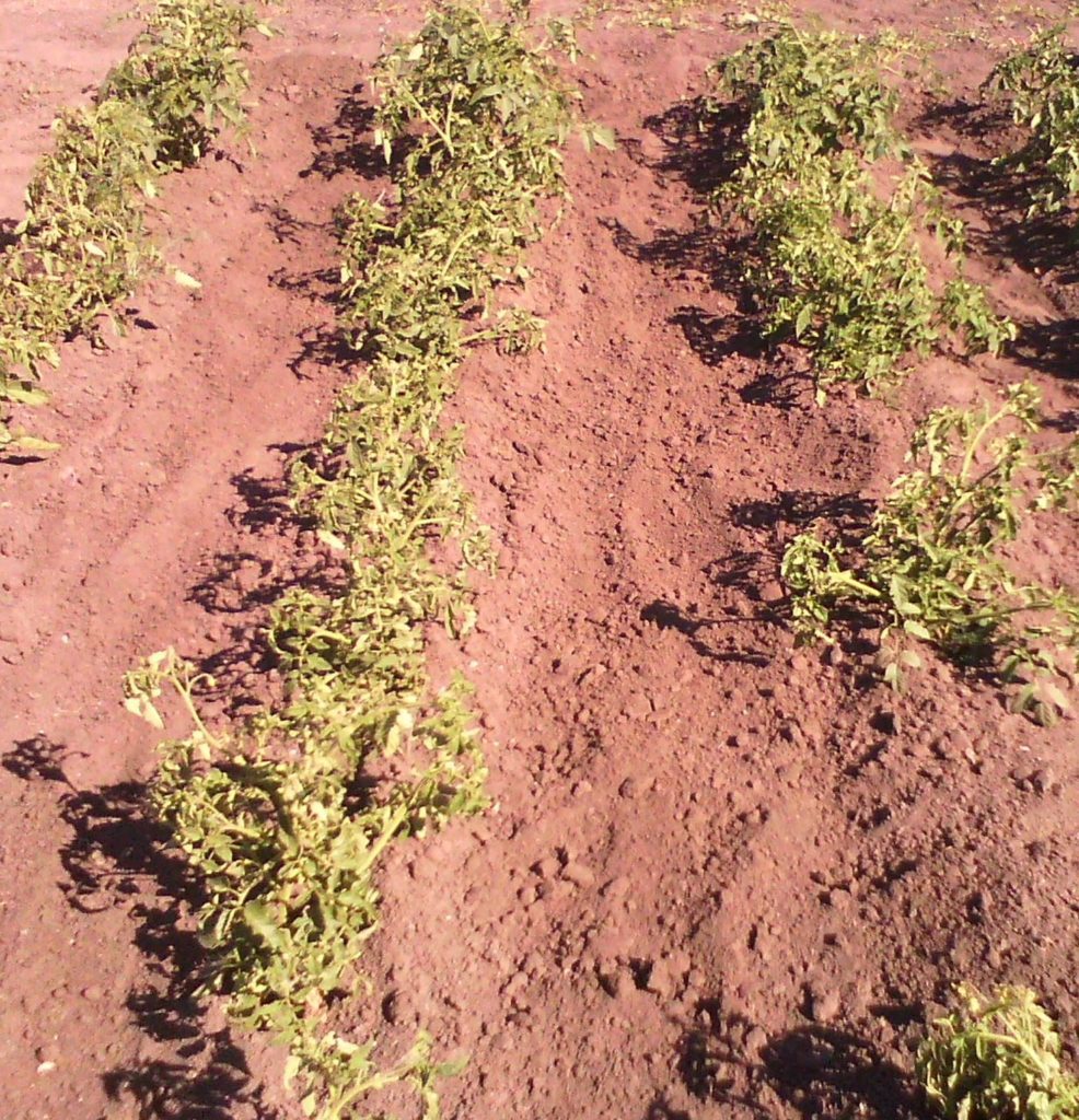Безрозсадний метод вирощування томата