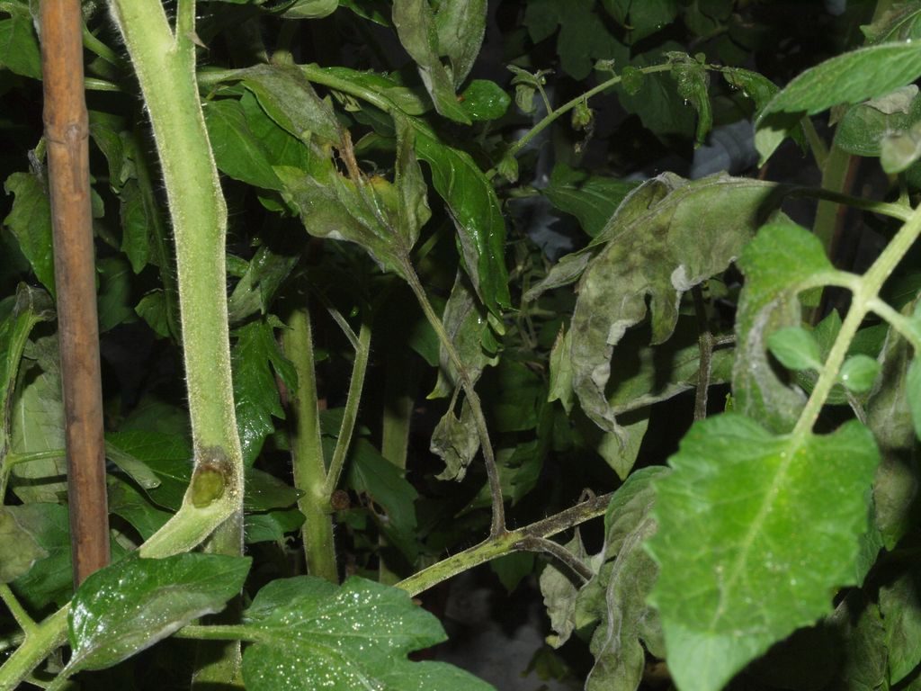Фитофтороз на помидорах фото первые признаки на листьях