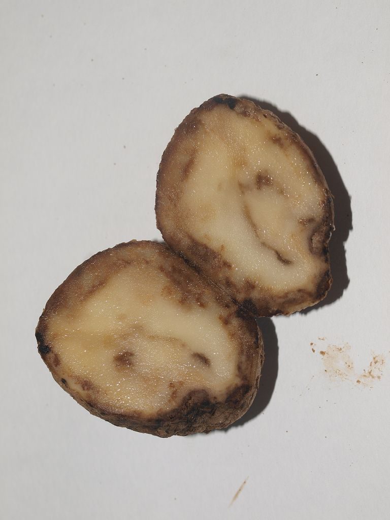Бульби картоплі, пошкоджені фітофторозом