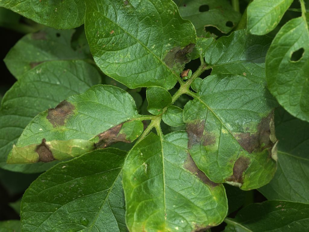 Симптоми фітофторозу на листку картоплі