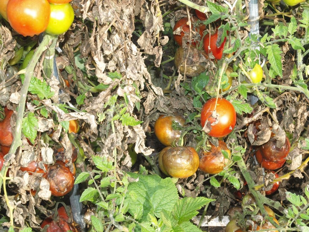 Захист томата від шкідників та хвороб