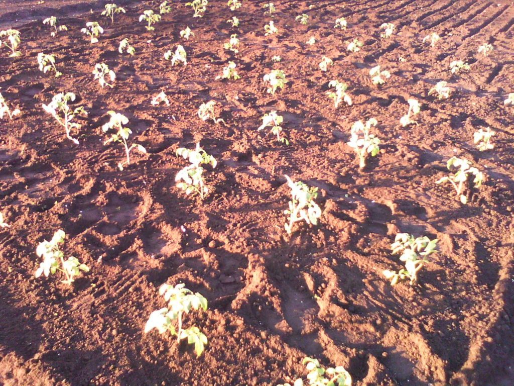 В сонячні дні висадка розсади томата проводиться надвечір