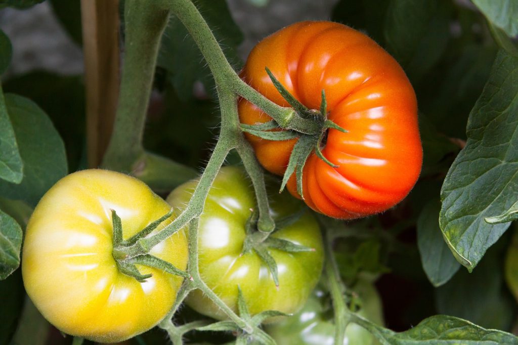 Біологічна та технічна стиглість плодів томата