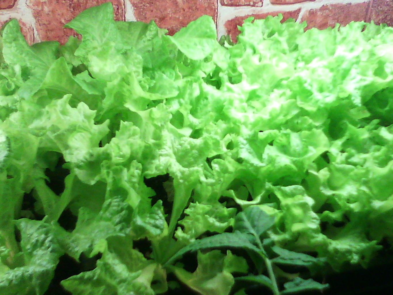Вирощування салату взимку