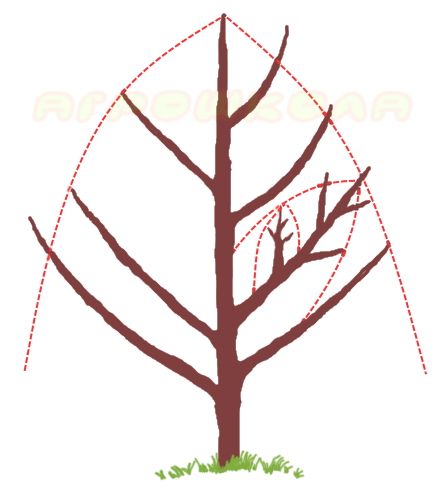 Обрізування плодоносних дерев черешні. Принцип підпорядкування