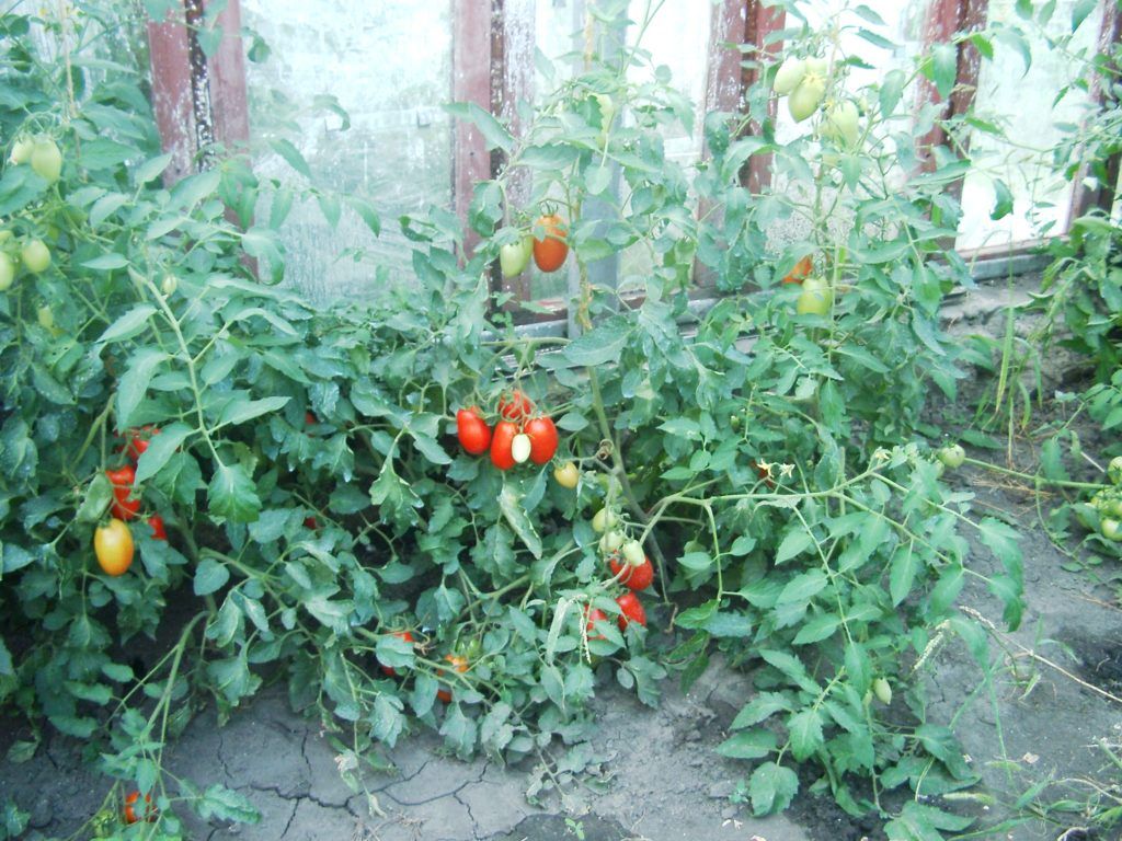 Підживлення томата в період вегетації 