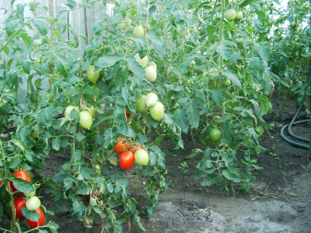 У теплицях застосовують збільшені норми добрив під томат