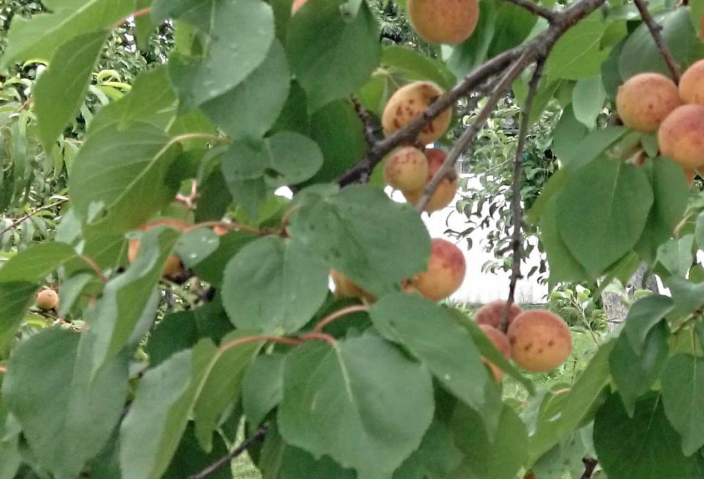 Симптоми клястероспоріозу на плодах абрикосу
