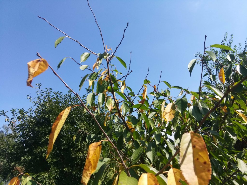 Кокомікоз викликає передчасне обпадання листя