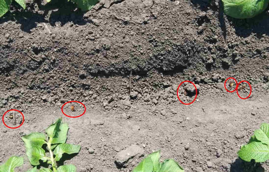 Загибель колорадського жука на 4 день після обприскування картоплі препаратом Ампліго. 2022 рік