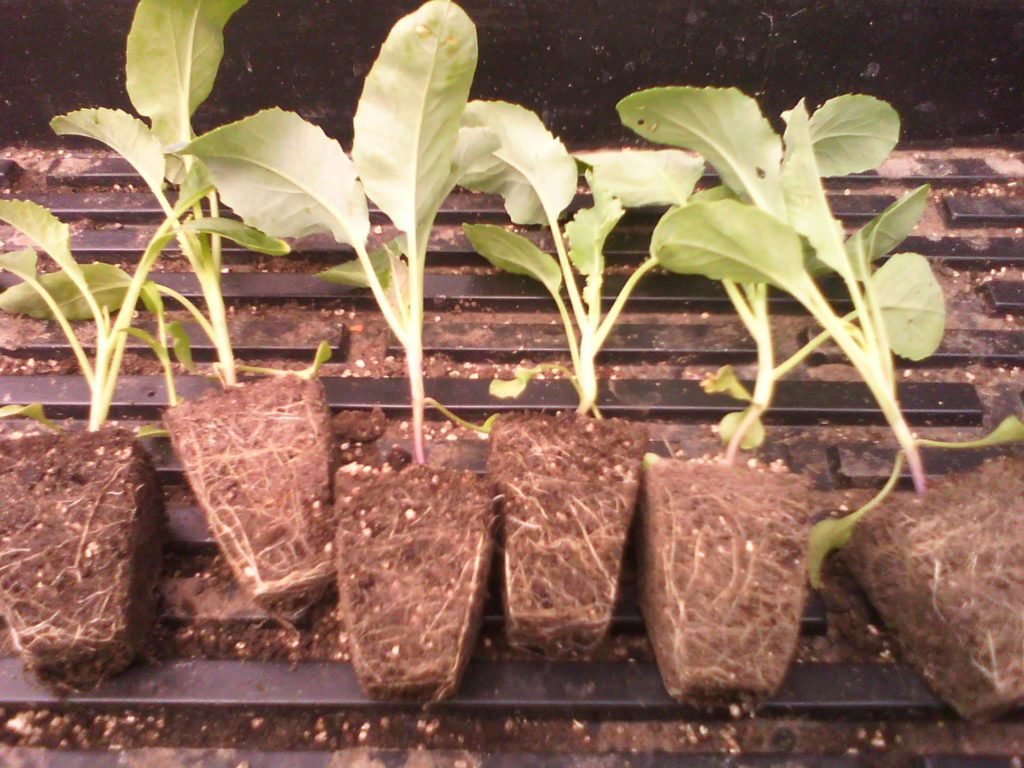 Вирощування розсади білоголової капусти - https://agroschool.com.ua/