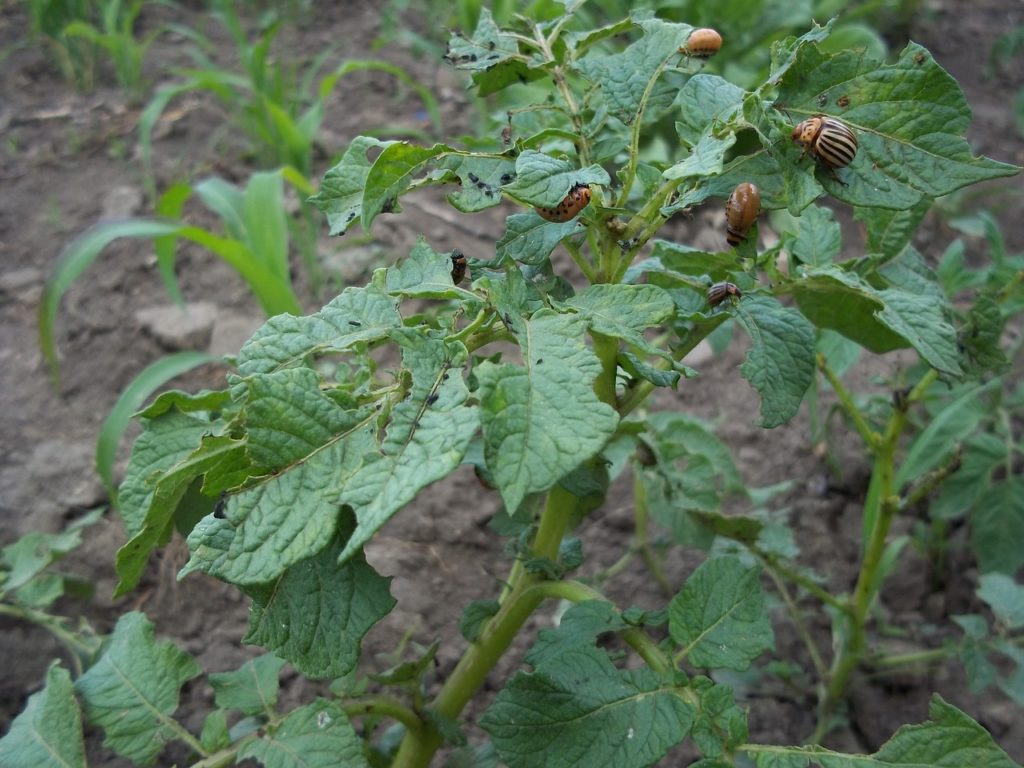 Колорадский жук – самый опасный вредитель картофеля