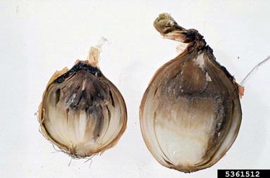 Сіра гниль шийки цибулі