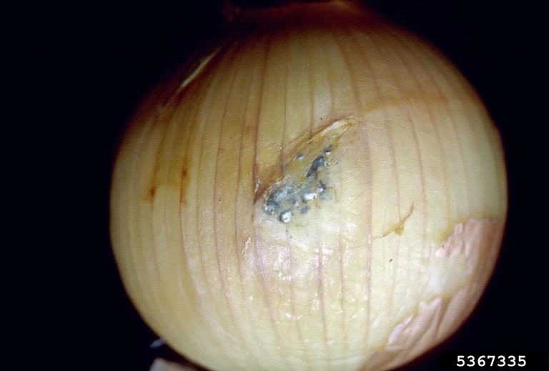 Блакитна пліснява цибулі