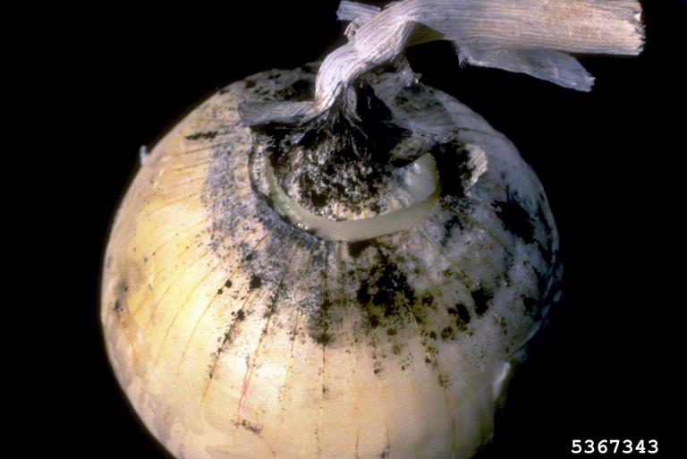 Чорна пліснява цибулі