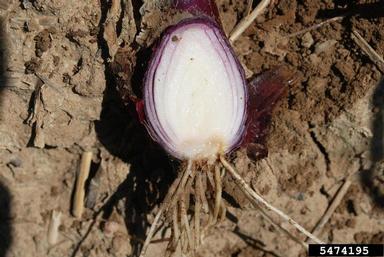 Фузариоз лука
