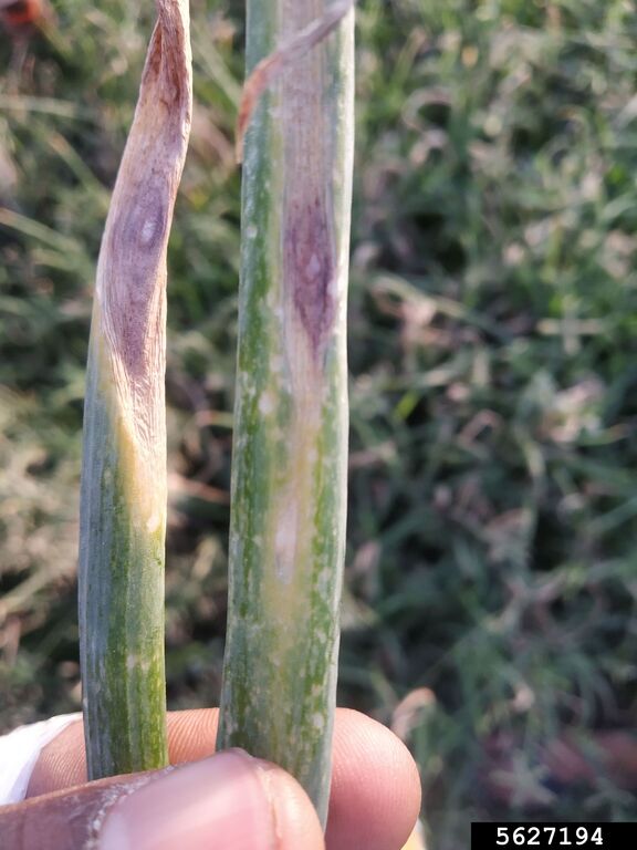 Альтернариоз или пурпурная пятнистость лука