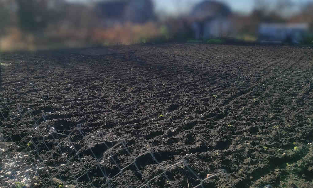 Подготовка участка для выращивания лука – обработка почвы