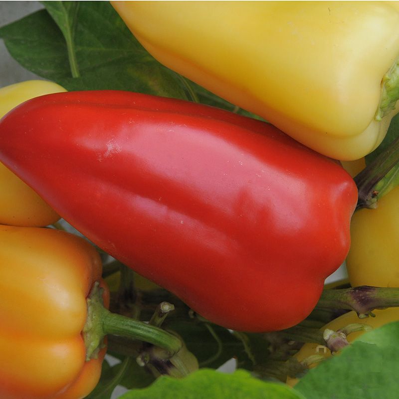 Неприхотливый сорт сладкого перца – Белозерка