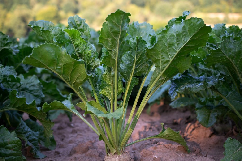 вирощування кормового та цукрового буряка