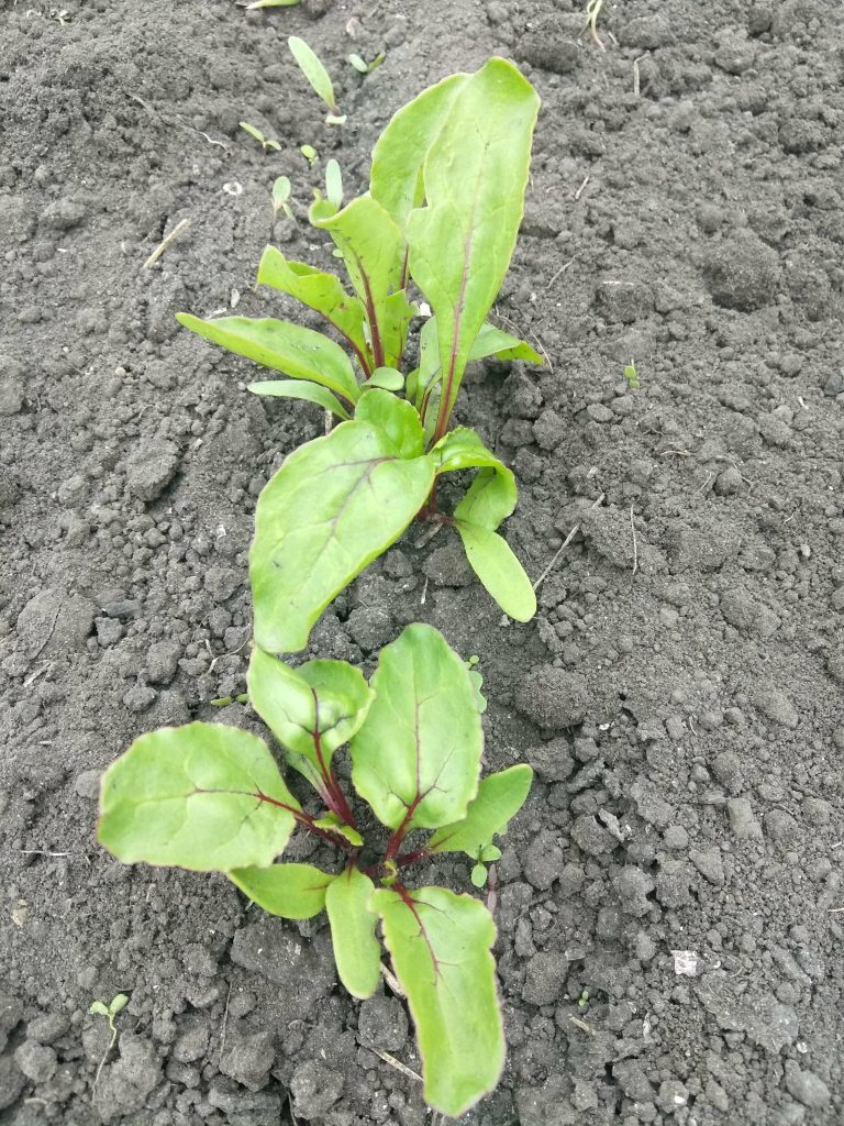 З одного супліддя буряка з'являється декілька проростків