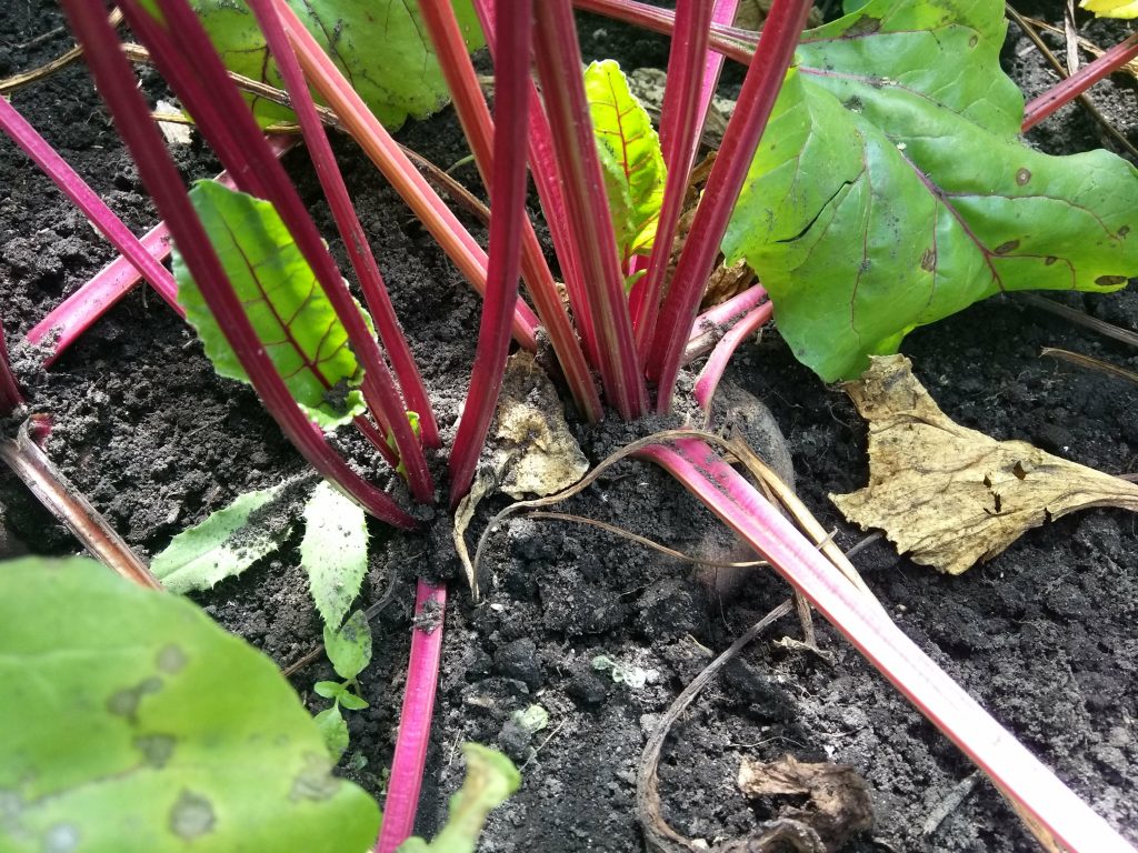 Вирощування столового буряка