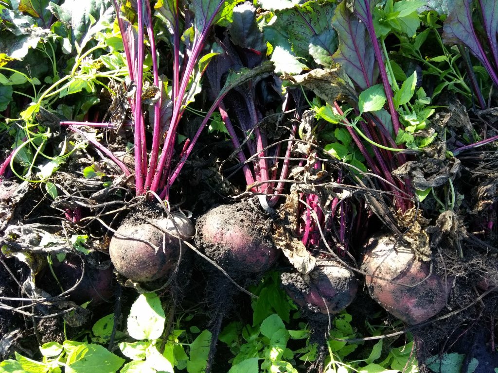 Підготовка ділянки та удобрення столового буряка