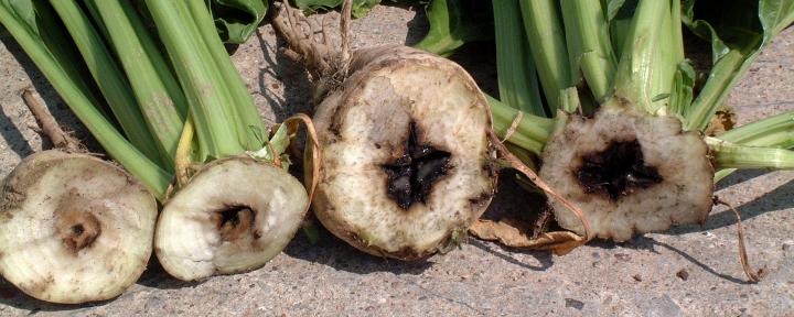 Дефіцит бору викликає гниль сердечка буряка
