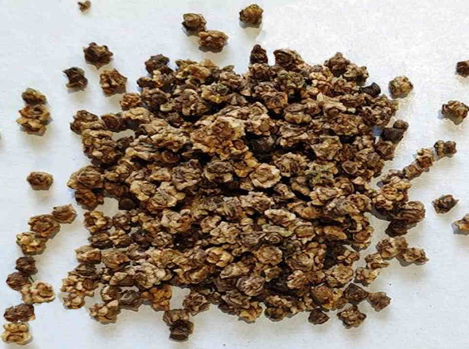 Насіння буряка