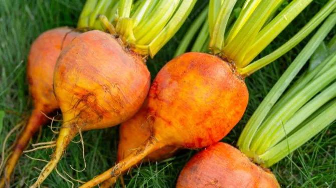 Буряк Болдор