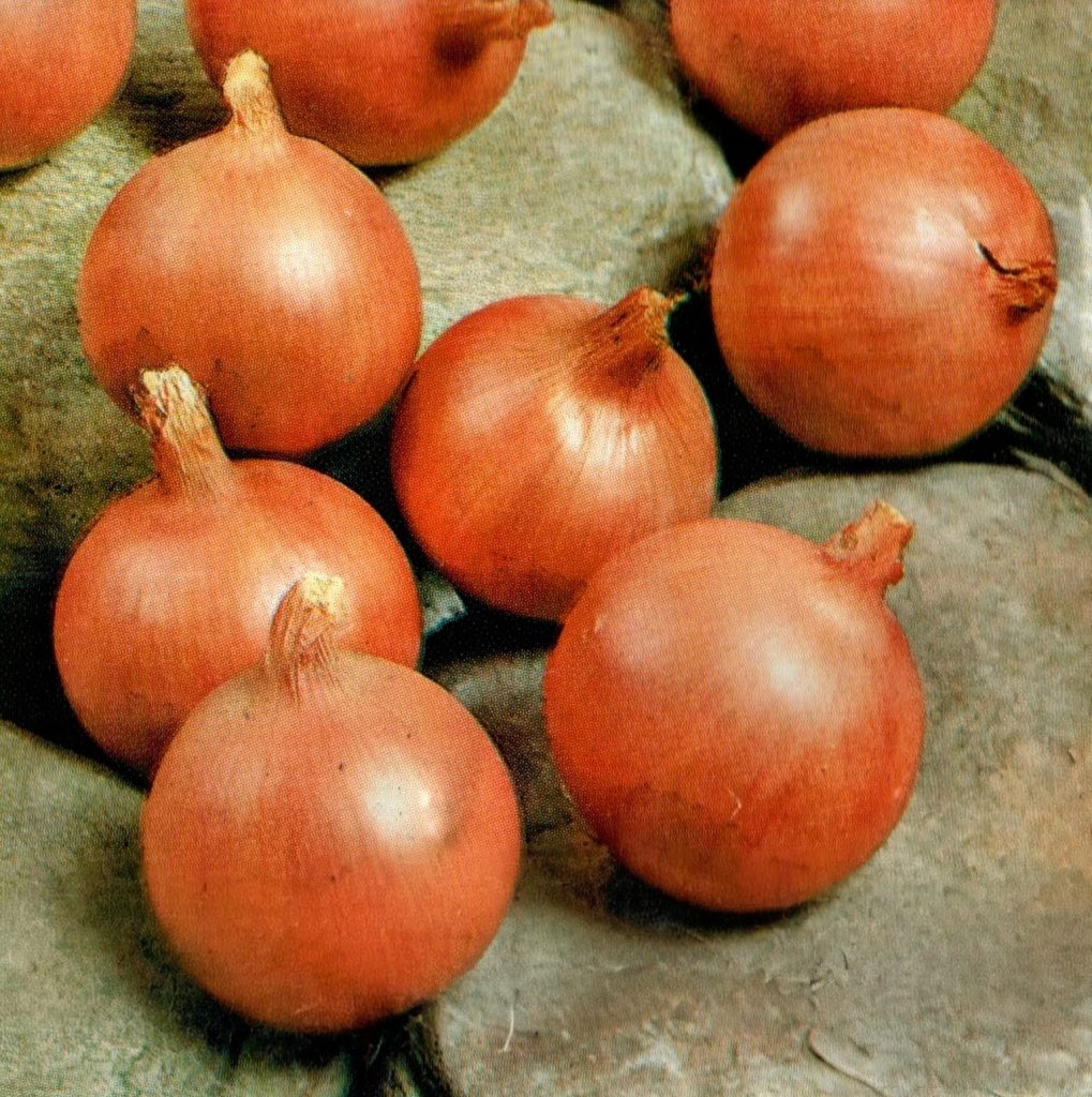 Озима цибуля - варіанти вирощування